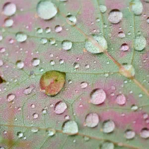 Leaf after Rain